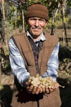 Why I Love Hands &Raquo; Hasans Upper Body With Grapes In Hands In Vineyard P Kalkan Turkey Copyright 2020 Ralph Velasco 1 682X1024 1