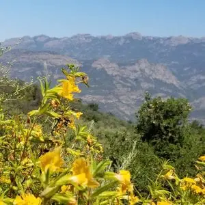 As Mother’s Day Approaches, Linda Ballou Recalls Her Recent Visit To “Mom’s Meadow” – And Delivering The Fruitcake &Raquo; Carlyse Canyon 300X300 1