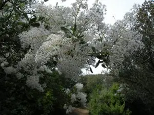 As Mother’s Day Approaches, Linda Ballou Recalls Her Recent Visit To “Mom’s Meadow” – And Delivering The Fruitcake &Raquo; Ceanothus Over Trail 300X225 1