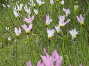 As Mother’s Day Approaches, Linda Ballou Recalls Her Recent Visit To “Mom’s Meadow” – And Delivering The Fruitcake &Raquo; Dscn1068 300X225 1