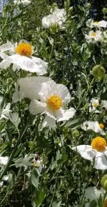 With The Covid “Mega Storm” In Retreat, Linda Ballou Reflects On The Silver Lining That 2020’S Year Of “Hard Rain” Has Revealed &Raquo; Matilija Poppies 156X300 1