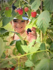 Blackberry Festival Family Date Night &Raquo; Young Girl Picking Blackberries At Blackberry Patch 2