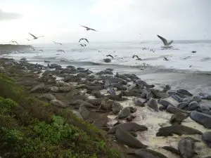Linda Ballou Shares Why Winter Is A Perfect Time To Enjoy A “Wild Time” On The Central Coast Of California &Raquo; Good Elephant Seals 1 300X225 1