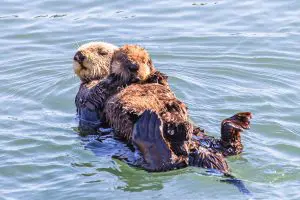 Linda Ballou Shares Why Winter Is A Perfect Time To Enjoy A “Wild Time” On The Central Coast Of California &Raquo; Sea Otters Holding Hands 300X200 1