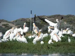 Linda Ballou Shares Why Winter Is A Perfect Time To Enjoy A “Wild Time” On The Central Coast Of California &Raquo; White Pelicans Morro Estuary 300X225 1