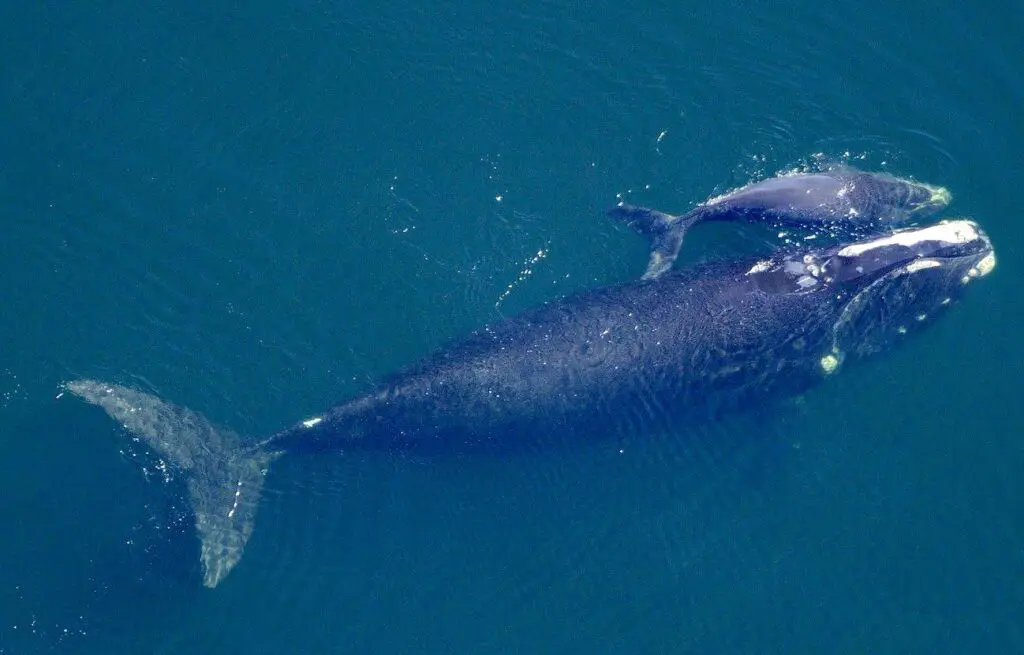 Remember &Raquo; Whaleremembering 1024X655 1
