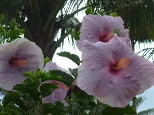 Heading To Hawai’i? Linda Ballou Shares How To Do Maui’s Hana Highway Her Way &Raquo; Lavender Hibiscus Linda Ballou 300X225 1