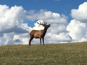 Linda Ballou Shares Her Interview On The Rocky Mountain Channel – And Eye Candy For Nature Lovers &Raquo; Alpin Elk Bugle Rocky Moutain Channel 300X225 1