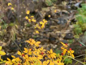 Linda Ballou Shares Her Interview On The Rocky Mountain Channel – And Eye Candy For Nature Lovers &Raquo; Fall Color Brett Wilson 300X225 1