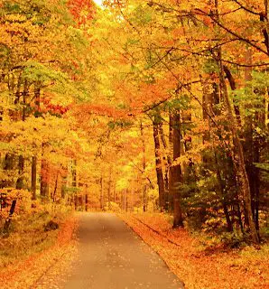 Fall Leaves Roaring Fork Motor Trail Gatlinburg