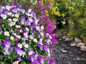 Linda Ballou Experiences The Beauty Of “Falldorado” In The Front Range With Isabella Bird &Raquo; River Walk Breckenridge 300X225 1