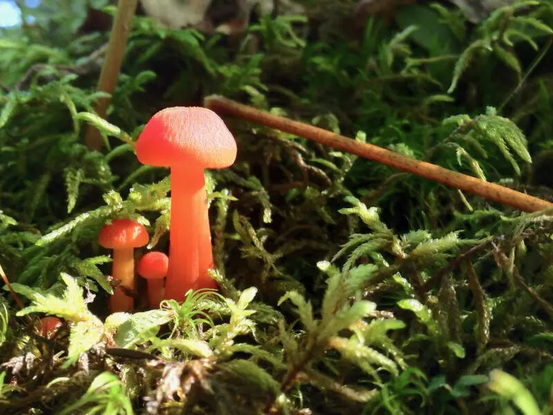 Unique Approaches For Capturing The Colors Of Autumn &Raquo; Orange Mushroomjpg 800X600 1