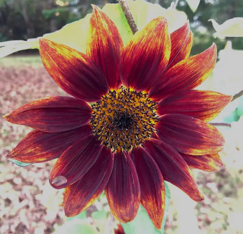 Unique Approaches For Capturing The Colors Of Autumn &Raquo; Sunflower 800X771 1