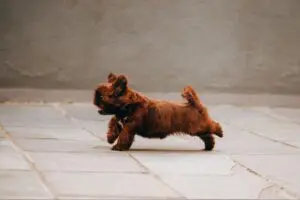 Why Does My Dog Run Away From Me? 2 Dog Tags