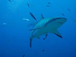 Shark Honduras-Gca4D069Ef_640