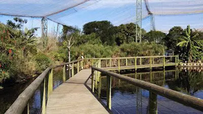 Birds Of Eden Aviary Garden Route South Africa