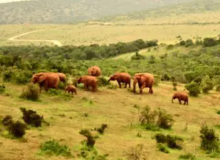 Elephants Addo Elephant National Park Port Elizabeth South Africa