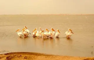 Flamigos Walvis Bay Namibia