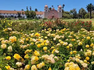 Linda Ballou Shares Some Of Her Favorite Santa Barbara Stops &Raquo; Rose Gardwn In Front Of Sb Mission 300X225 1