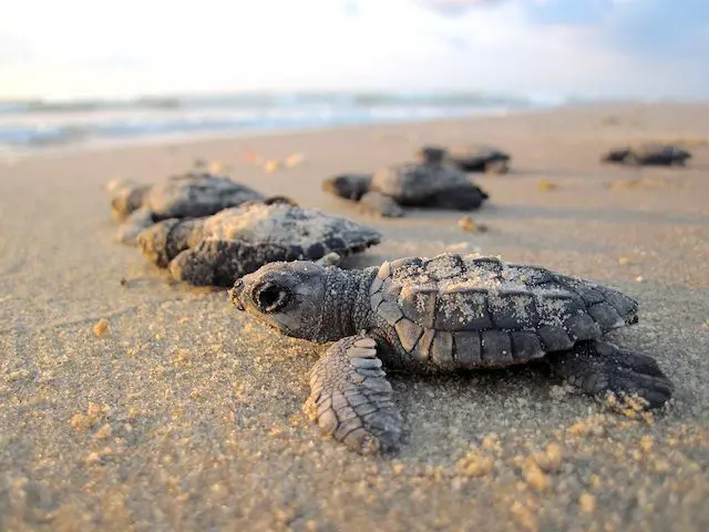 Sea Turtle Medicine &Raquo; Sea Turtles