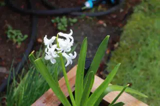 Debra Bulbs Img_7524