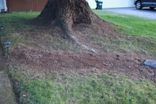 Grass Replanted Img_7117