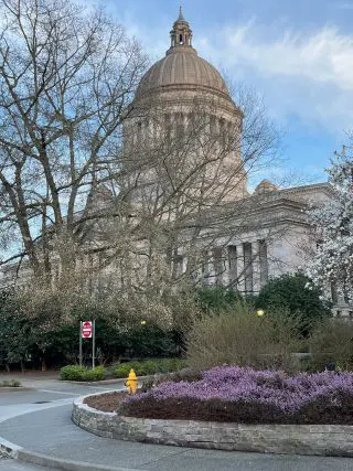 Capitol Early Lavender Img_2034