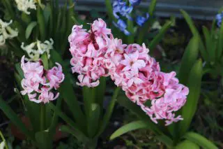 Hyacinths Img_7433