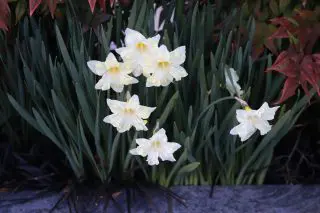 Daffodil Early Translucent Img_7178
