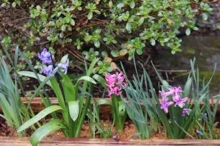 Debra Bulbs Img_7527