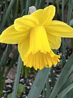 Daffodil IMG_2055