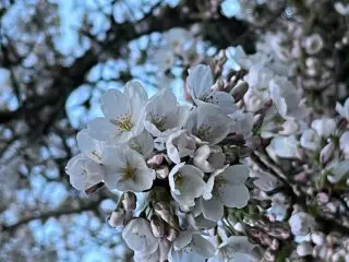 Blossoms Up Close Img_2051