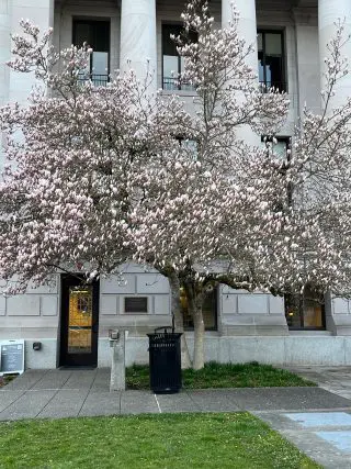Magnolia Img_2026