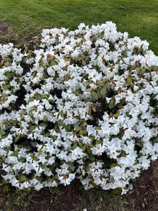 Azalea White Img_2031