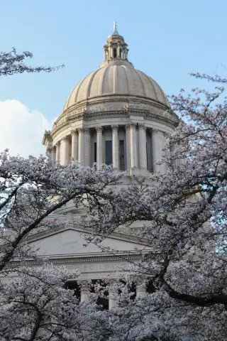 Capitol Through Blossoms Img_7415