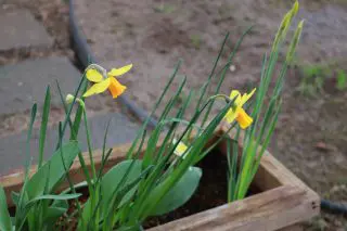 Debra Bulbs Img_7535