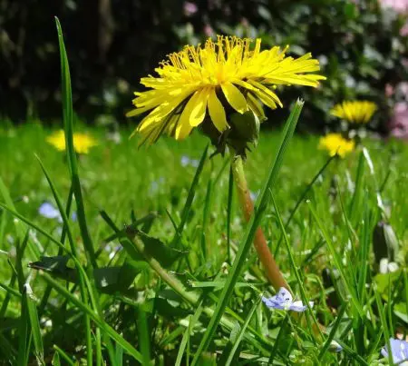 Magic Comes Alive &Raquo; Dandelion 1024X918 1