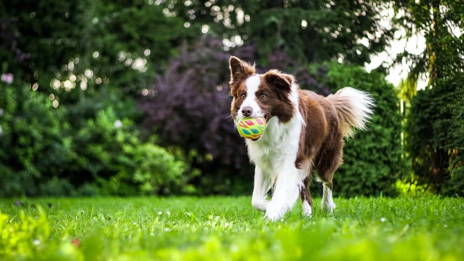 Mastering Dog Training Tips: From Potty Training To Clickers, Collars, And Whistles &Raquo; Up1