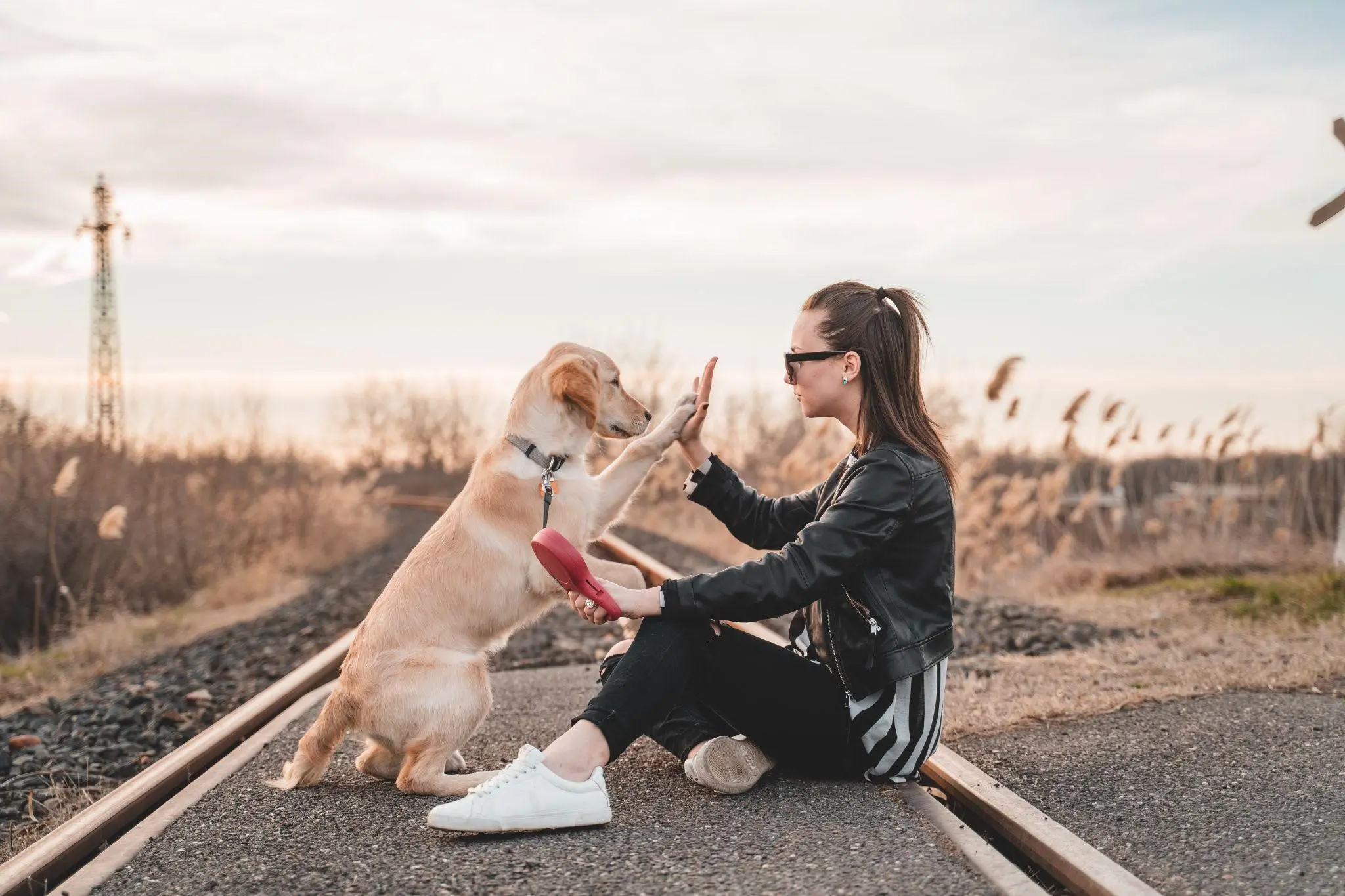 Mastering Dog Training Tips: From Potty Training To Clickers, Collars, And Whistles 3 Dog Training Tips