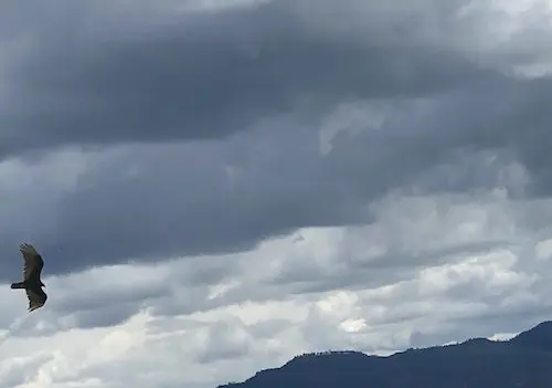 Sky Watchers &Raquo; Vulture
