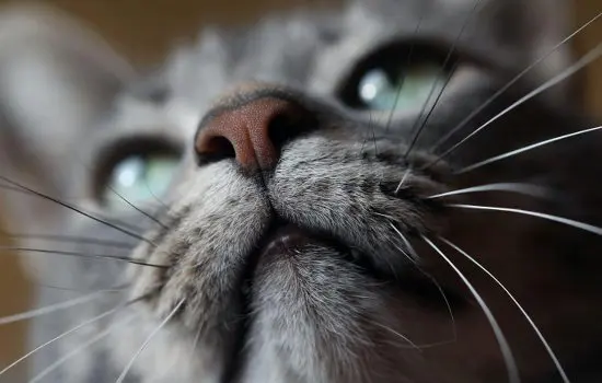 Pet Tags