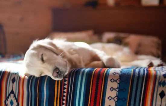 Dog Massage Therapy 