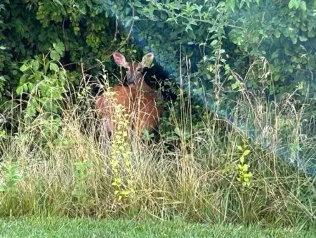 Does Curiosity Work To Your Favor? &Raquo; Deer