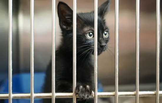 Pet Rescue: The Crisis Of Abandoned And Neglected Pets 2 Pet Rescue: The Crisis Of Abandoned And Neglected Pets &Raquo;