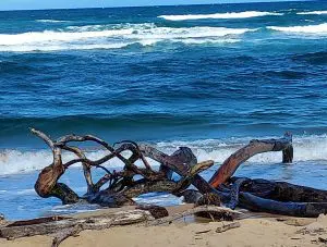 Linda Ballou Shares Her Adventures On The Coconut Coast Of Kaua’i &Raquo; Driftwood Lydgate Beach Linda Ballou 300X227 1