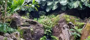 Linda Ballou Visits Po‘ipū And Is Sunny Side Up On Kaua‘i &Raquo; Ferns At Allerton 1 300X135 1