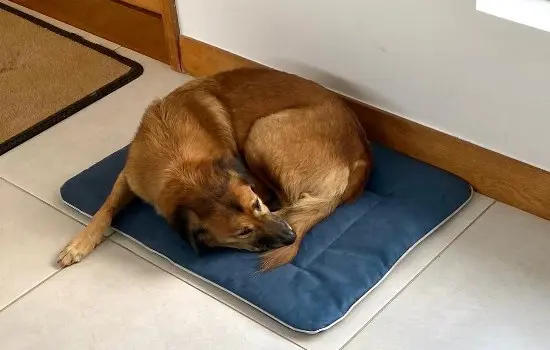 How To Determine A Dog’s Age Unraveling The Clues Hidden In Their Features 2 How To Determine A Dog'S Age