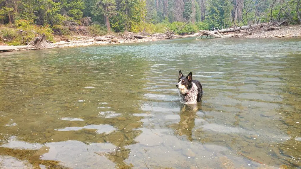 Celebrating The Gifts Of Downtime &Raquo; 2023Aug21 Duffy Lake Shelby 2 1024X576 1