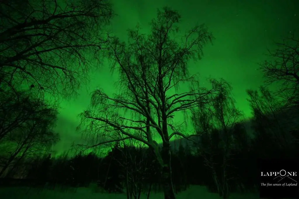 How To Photograph The Northern Lights With A Dslr Or Mirrorless Camera &Raquo; Seskaro King Forest 1024X684 1