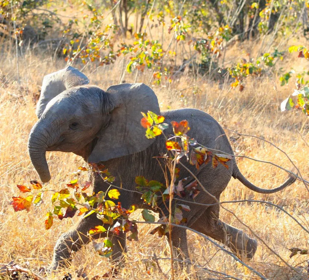 Journey Of The Heart &Raquo; Elephantbaby 1024X930 1